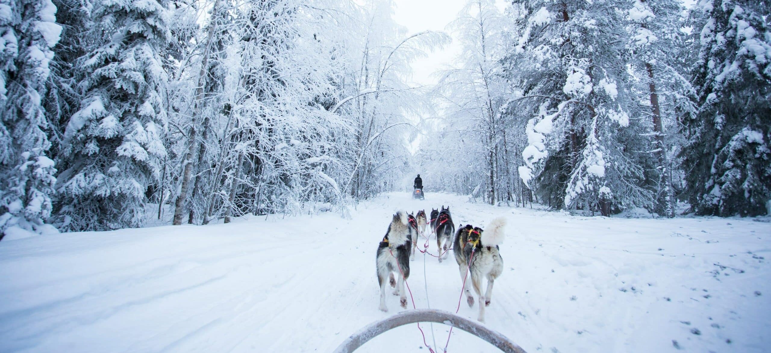 Six dogs pulling a dog sled