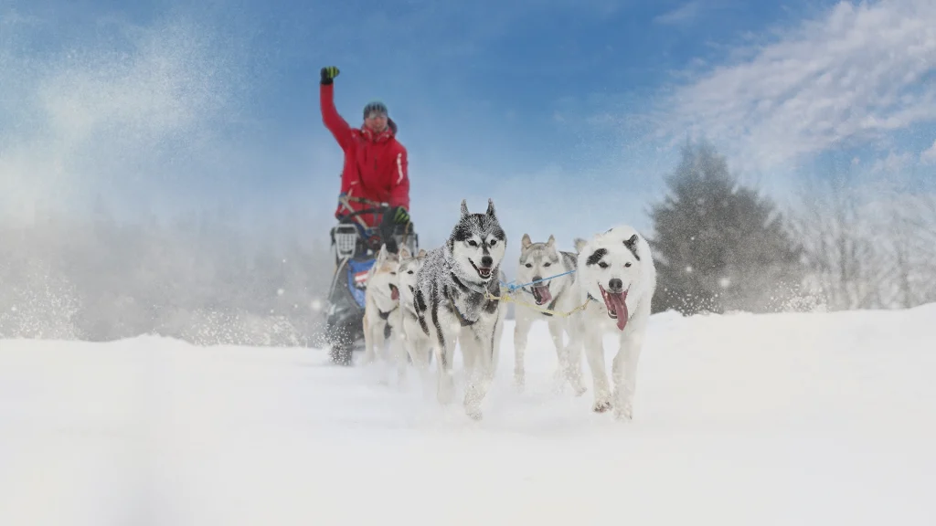 Dog Sledding