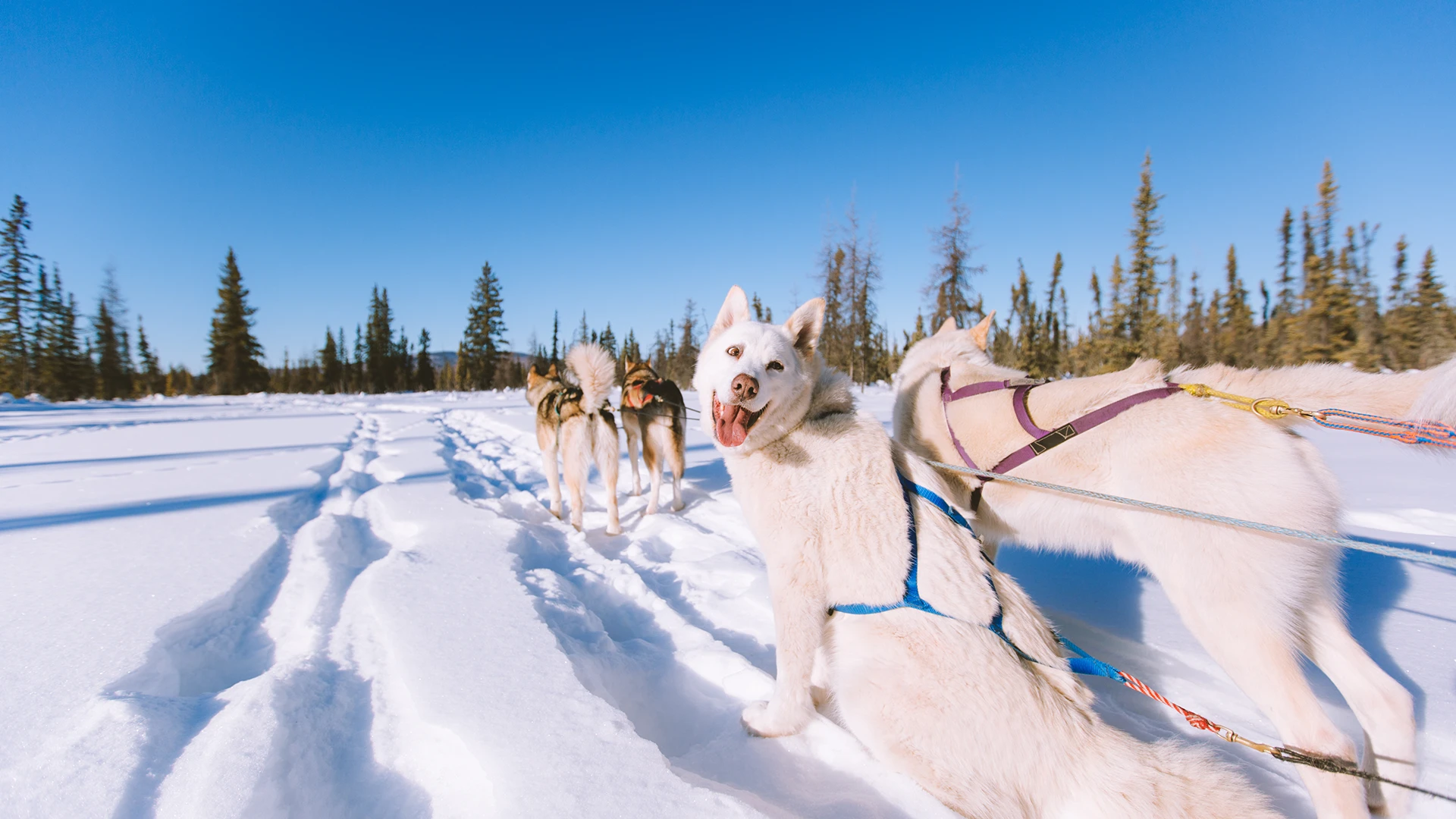 dog-sledding2