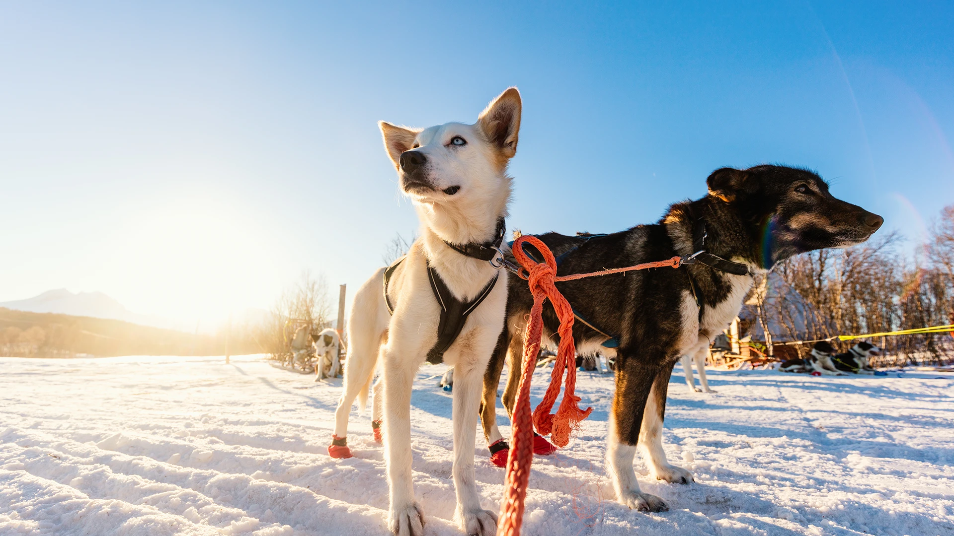 dog-sledding4