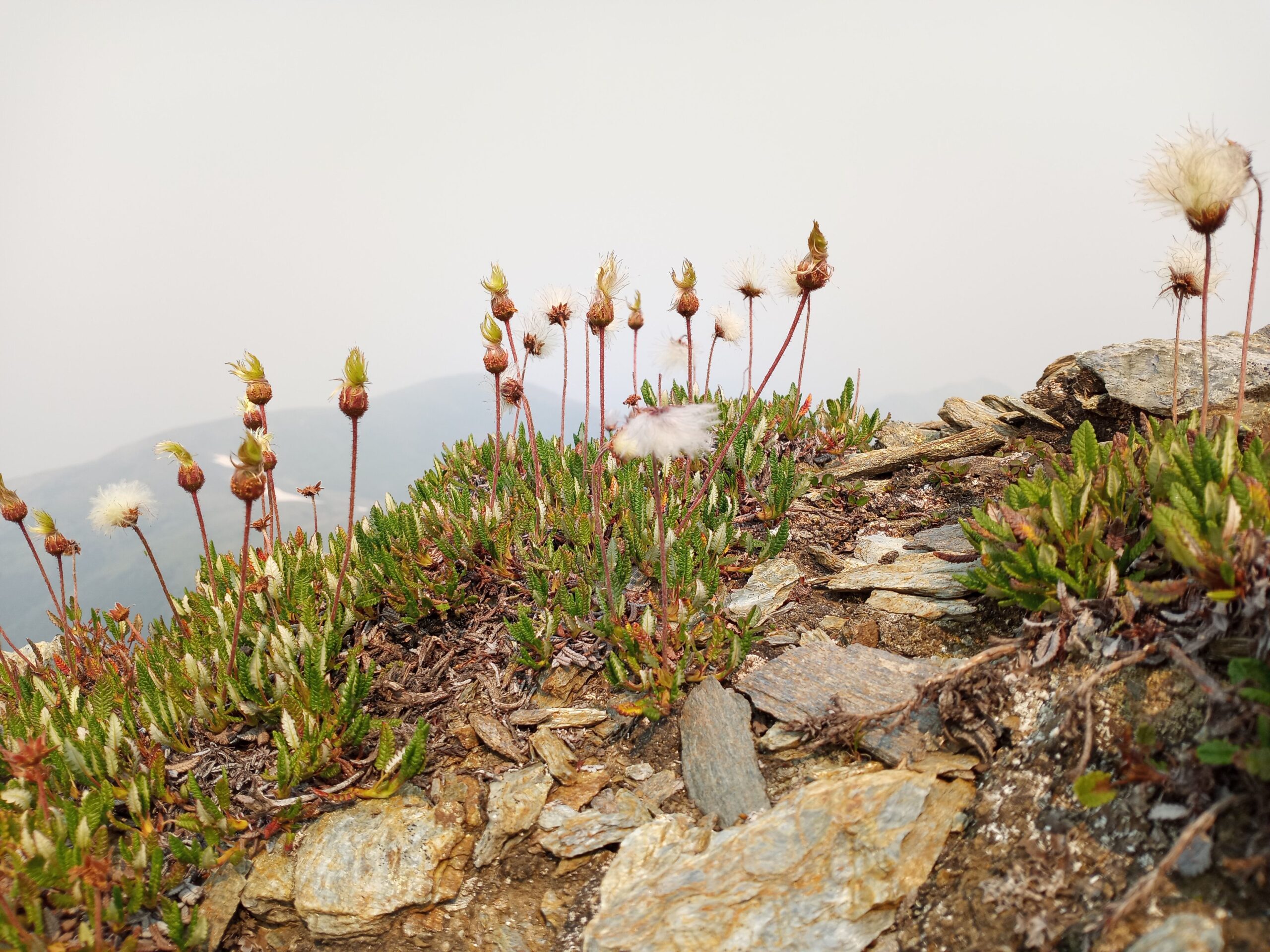 mcbide peak wildflowers K.Dube