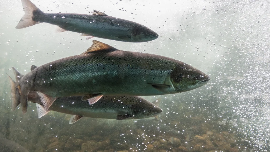 Salmon Spawning