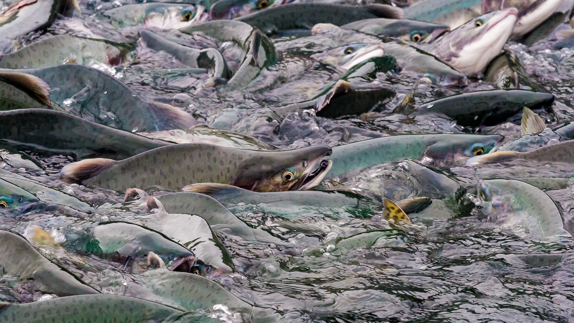 salmon-spawning2