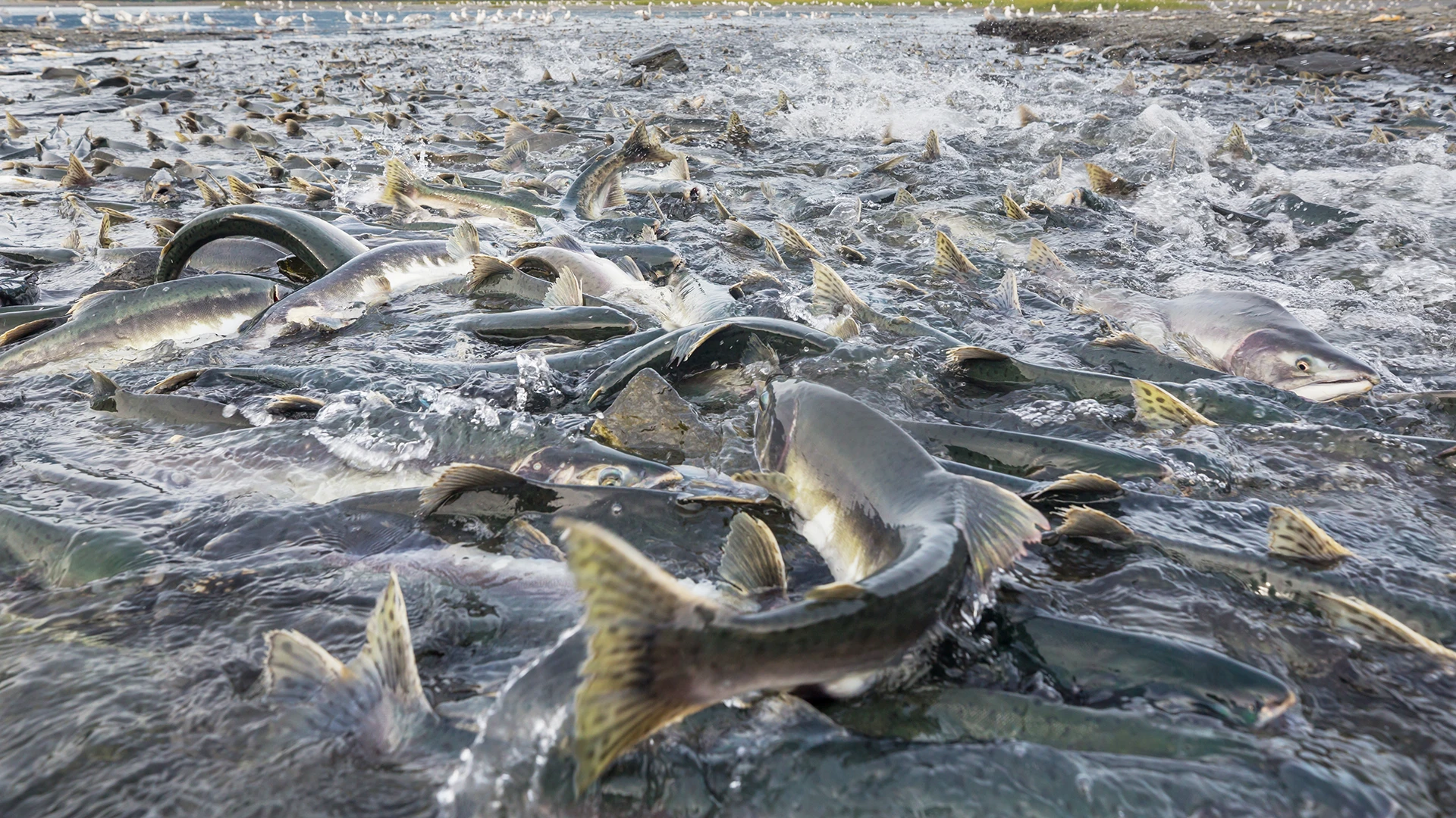 salmon-spawning4