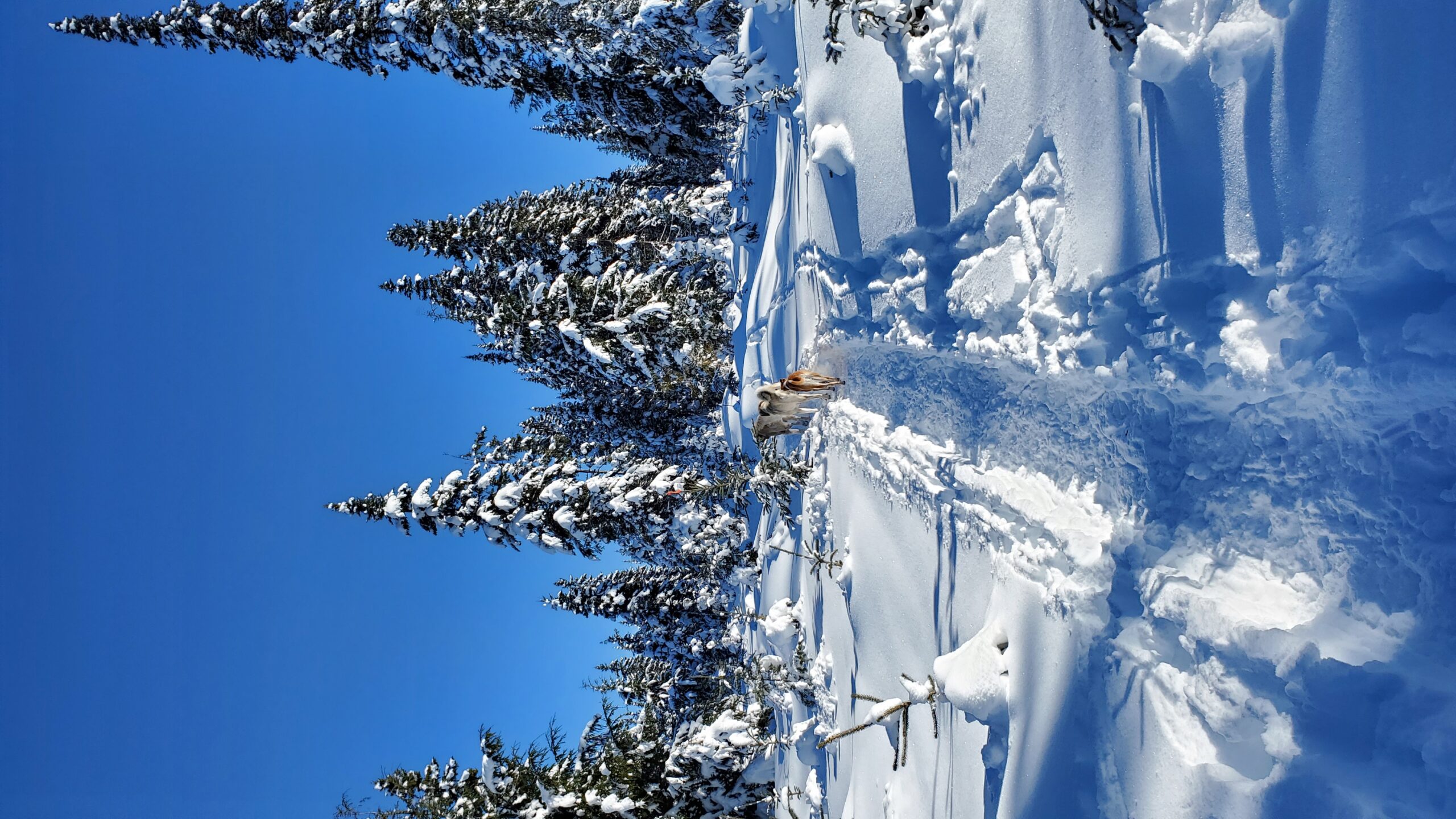snowshoeing A Arnold